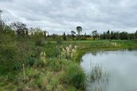 Wetland restoration project on the edge of Dianchi Lake is pictured in Kunming, Yunnan