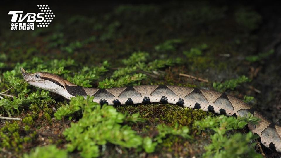 楊登嵙透露夢中或現實周邊出現蛇可望發財。（示意圖／shutterstock 達志影像