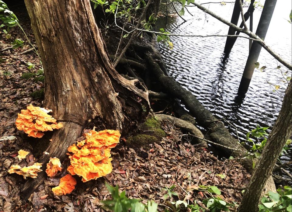 You never know what spot of color you will find in the woods along the marshland trails on Scorton Creek in Sandwich.