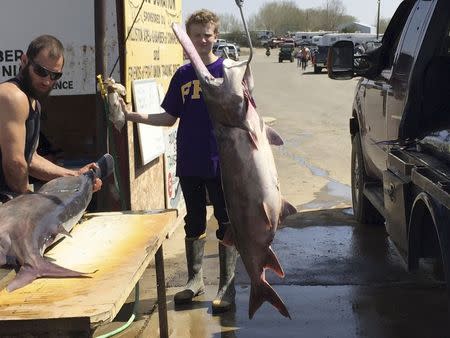 Crews from North Star Caviar weigh and measure female paddlefish in Williston, North Dakota May 2, 2015. REUTERS/Ernest Scheyder