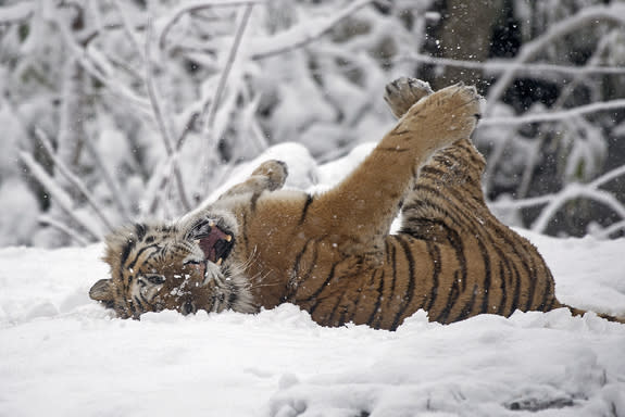 Earlier this year, word spread online about Zolushka, an orphaned Amur tiger that was nursed back to health by conservationists in Russia before being returned to the wild. Thanks to photographs from camera traps in the field, we now know she h