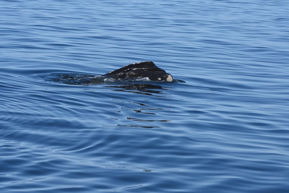 A North Atlantic right whale named Shelagh was seen in Cape Cod Bay on April 8 by researchers with the Woods Hole Oceanographic Institution and the New England Aquarium.