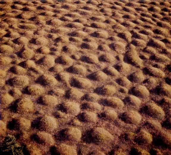 Mima mounds in western Washington as seen from the air.