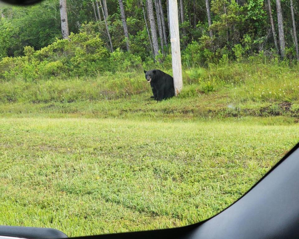 The Walton County Sheriff's Office asked drivers on Highway 98 in Santa Rosa Beach not to try taking selfies with a "stressed depressed" bear on the side of the road.