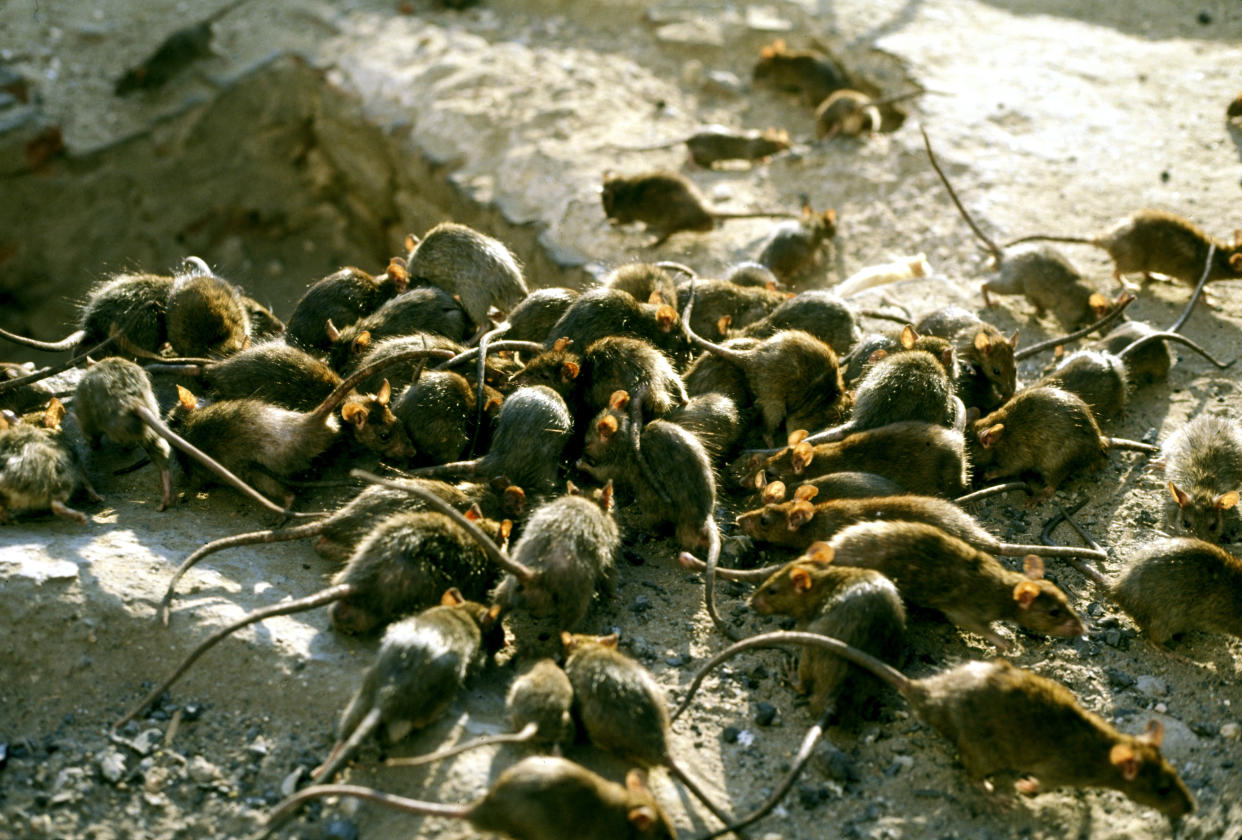 Imagen de decenas de ratas (Foto:Getty)