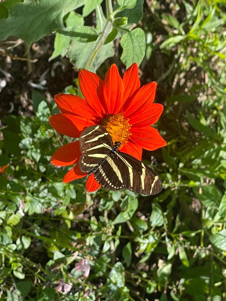 A zebra heliconian alights on a cosmos flower at Mounts Botanical Garden.