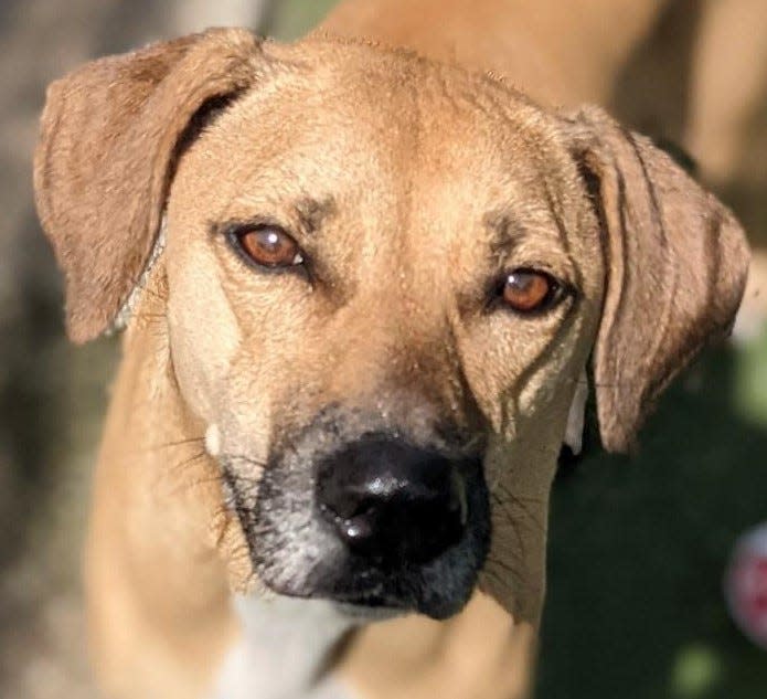 Name: Hazel

Gender: Female

Age: 5 years old

Weight: 37 pounds

Species: Dog

Breed: Black Mouth Cur – Tan    

Orphaned Since: April 2022

Adoption Fee: $150

 

Hazel here! Just pawing my way through this bio so you'll know you can come and adopt me now. I am a sweet, lovable girl with big, brown, soulful eyes and a BIG heart to match. I’m active and love to go on walks. I’m pretty good at it too! I enjoy making friends with other dogs (dog selective) and people ages 5+. I also give the best cuddles if I do bark so myself. I hope you’ll come meet me. Make an appointment today at: www.spcaflorida.org/appointment and be sure to ask for Hazel!