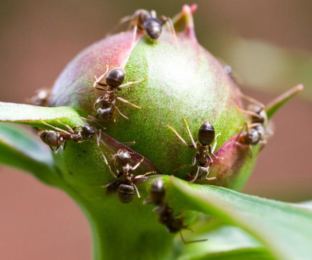 Ants on Peony Flowers: An Example of Biological Mutualism // Missouri  Environment and Garden News Article // Integrated Pest Management,  University of Missouri