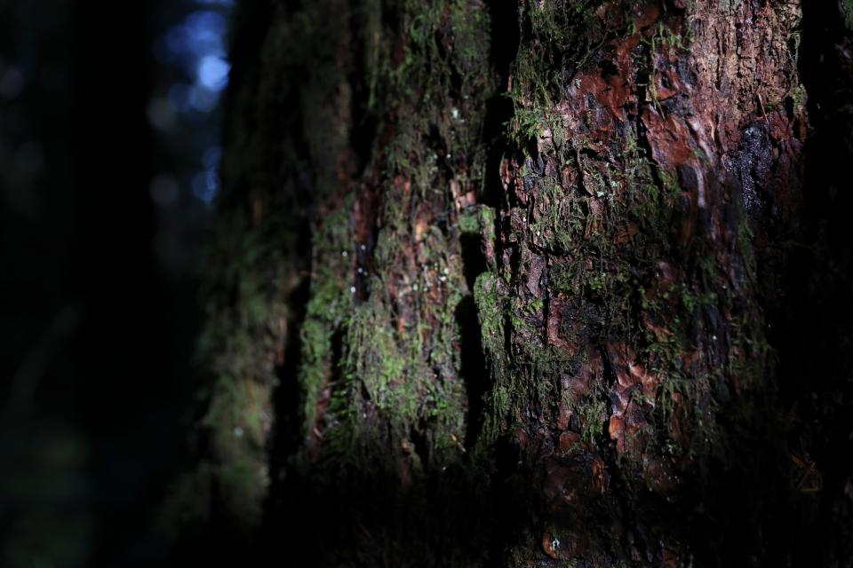 Sunlight hits the bark of a dead Douglas fir tree in the Willamette National Forest.