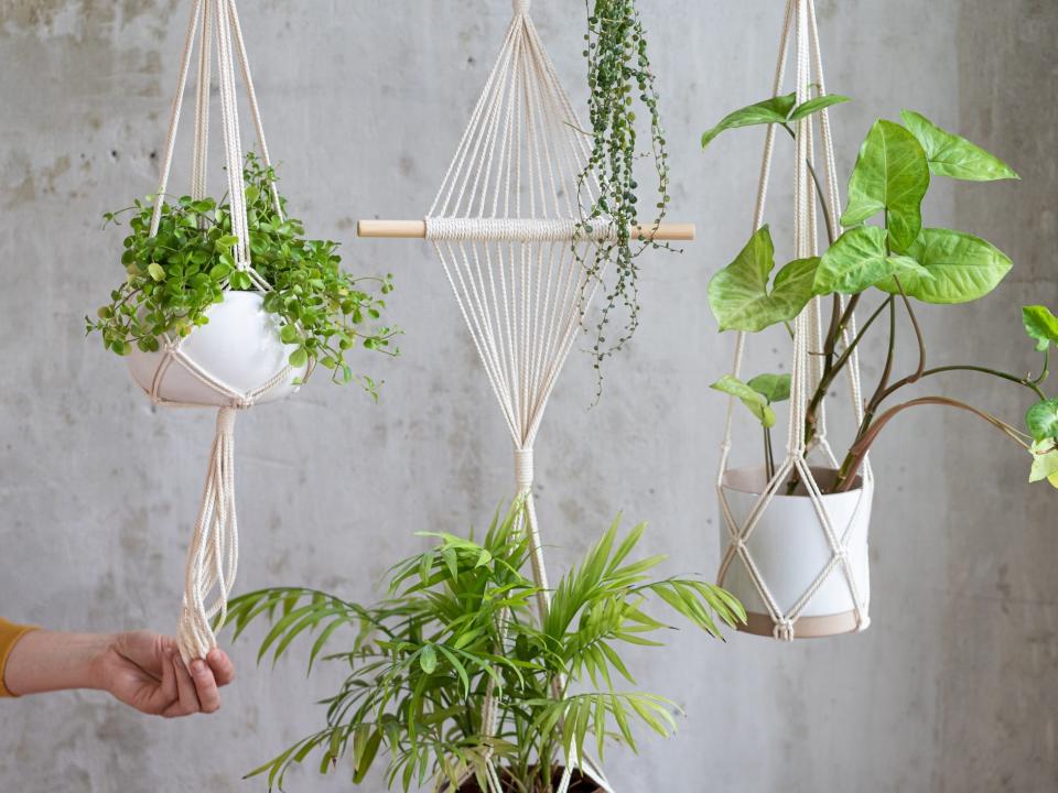 Hanging plants in macrame baskets