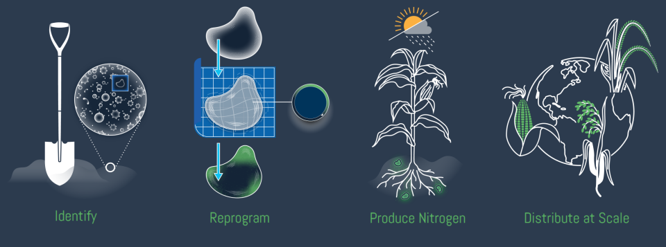 Illustration showing stages of modifying and deploying nitrogen-producing microbes.