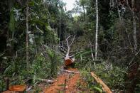 Se ve un árbol talado en medio de una zona deforestada de los llanos del Yarí, en Caquetá, Colombia