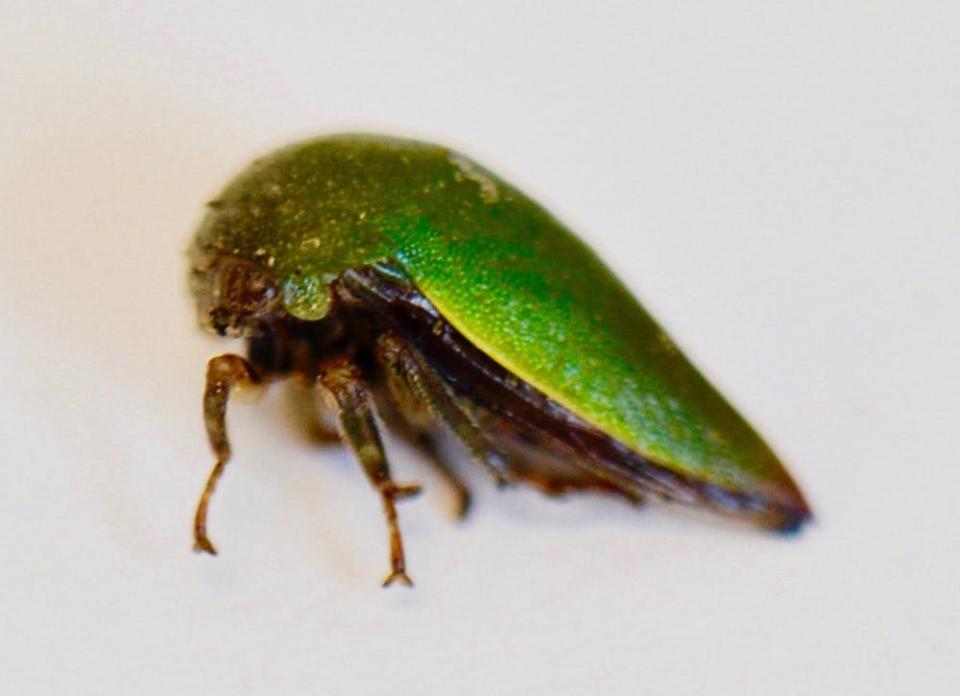 Close up of new treehopper species with green shell