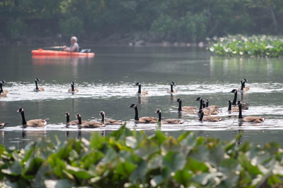 Geese float across Magnolia Lake in Bristol Township while a kayaker fishes in the distance on Friday, June 30, 2023.