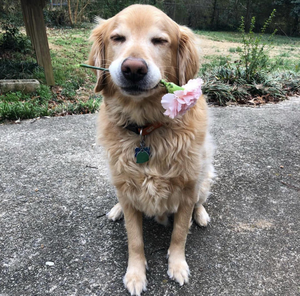A golden retriever named Charlie holds a carnation in his mouth. (Courtesy of Sallie Gregory Hammett)