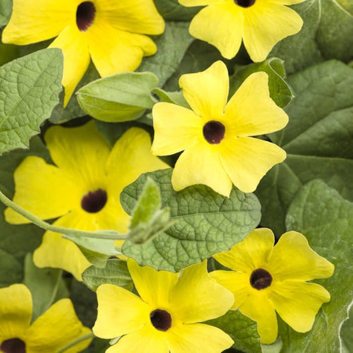 Black-Eyed Susan Vine with Yellow Flowers