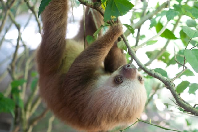 Baby sloth