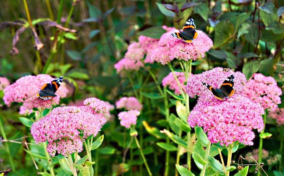 Sedums