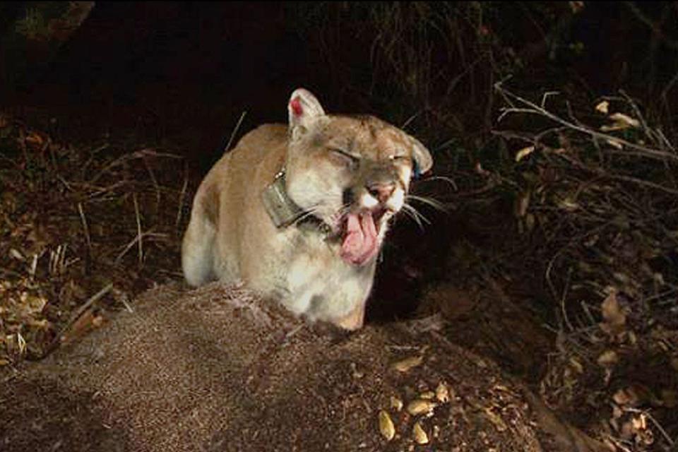 Mandatory Credit: Photo by Uncredited/AP/Shutterstock (13658430a) Provided by the National Park Service shows a newly released image of the Griffith Park mountain lion known as P-22. The mountain lion that's a local celebrity has moved in under a Los Angeles home, and despite wildlife workers using a prod and firing tennis balls and bean bags at it, it appears unwilling to move. The animal, which has a red ear tag, is known as P-22 and normally lives in nearby Griffith Park. P-22 arrived in the area several years ago from the Santa Monica Mountains and crossed two freeways to get there. P-22, will be captured and given a health examination after he killed a dog that was being walked in the Hollywood Hills. The state Department of Fish and Game says P-22's behavior has changed and he "may be exhibiting signs of distress California Famed Mountain Lion, Los Angeles, United States - 14 Apr 2015