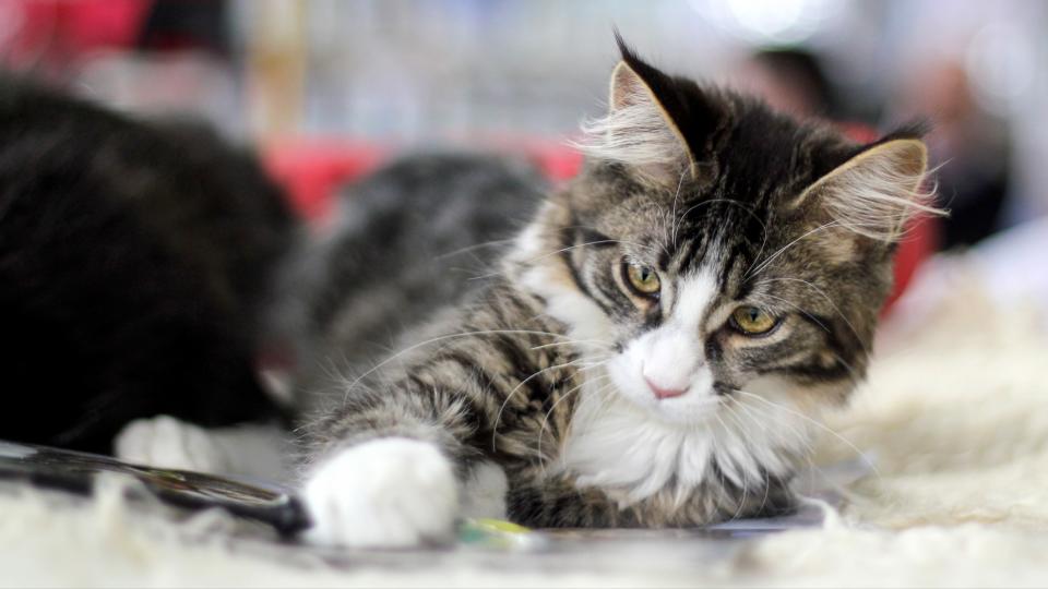 Young Norwegian forest cat playing