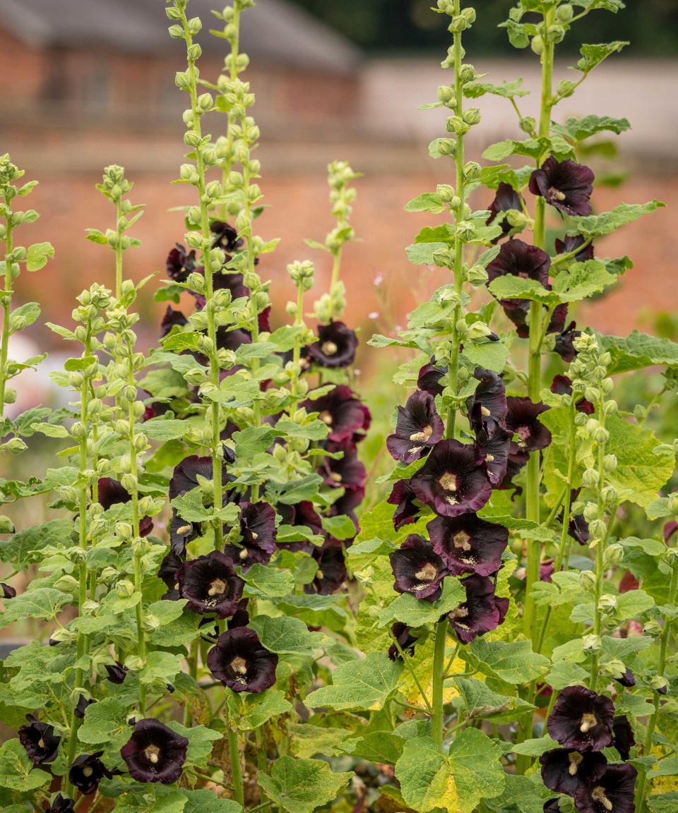 dark hollyhocks