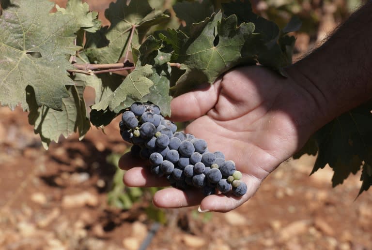 A Lebanese farmer inspects grapes at his vineyard planted next to a cannabis field on the outskirts of Deir al-Ahmar in the Beakaa Valley