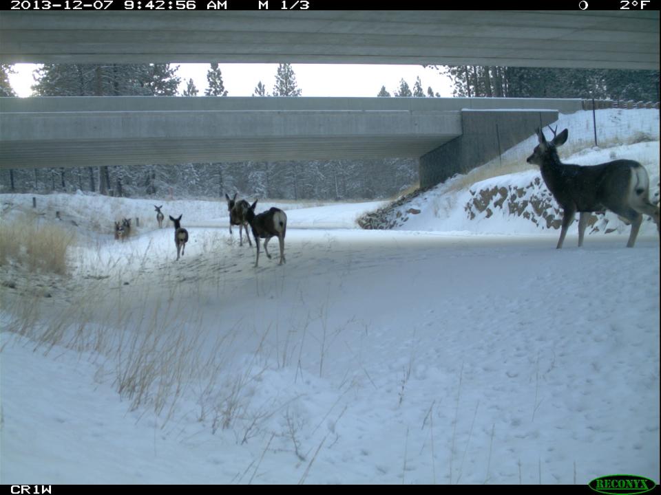 Deer using the Lava Butte underpass on Highway 97