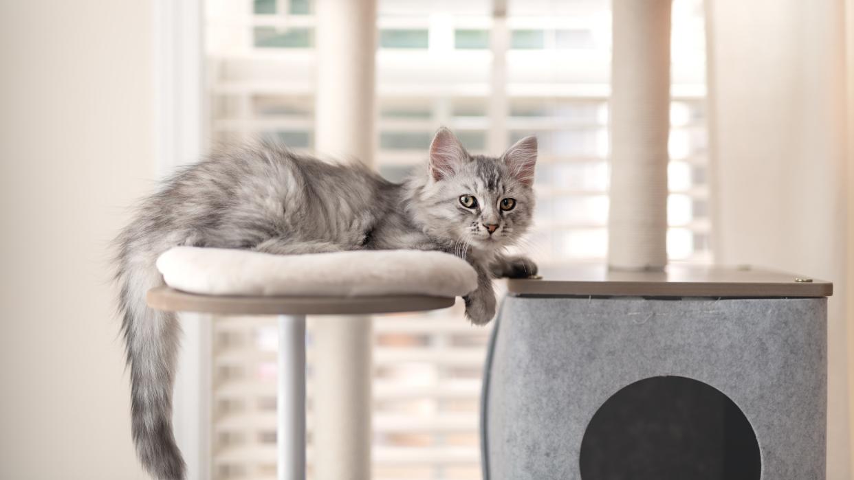  Young gray, silver and white Siberian kitten lying on cat tree. 