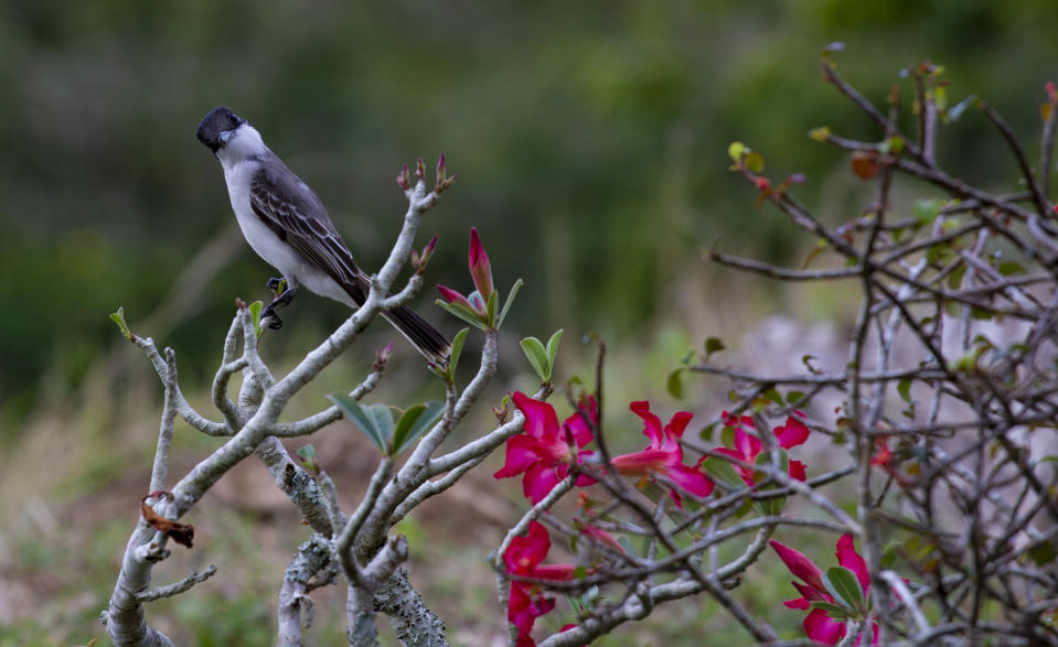 Un ave posada en una rama en la finca La Caléndula, partícipe del proyecto "Conectando Paisajes" en la Sierra del Rosario, en la provincia de Artemisa, Cuba, el miércoles 22 de febrero de 2023. "Conectando Paisajes" es un proyecto que pretende proteger la biodiversidad de las montañas, desde la base hasta la cima. (AP Foto/Ismael Francisco)