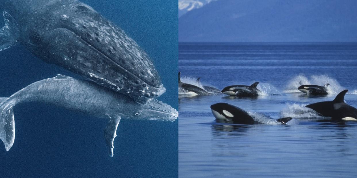 Humpback whale adult and baby; pod of orcas at water surface