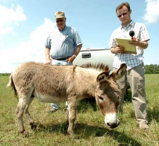 In 2009, Gareth McGrath tries to talk to a donkey used by a Brunswick County farmer to protect his livestock from coyotes. "One of the toughest interviews I've had here," McGrath said. STARNEWS FILE PHOTO