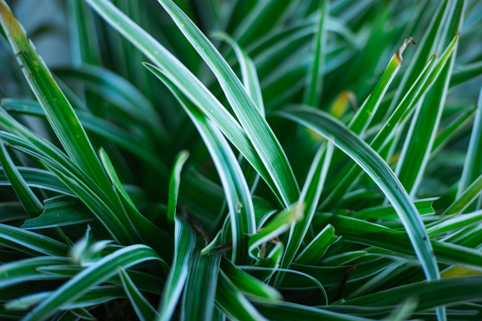 Spider Plant Leaves close up, fresh green and natural concepts. House and garden decoration plant.