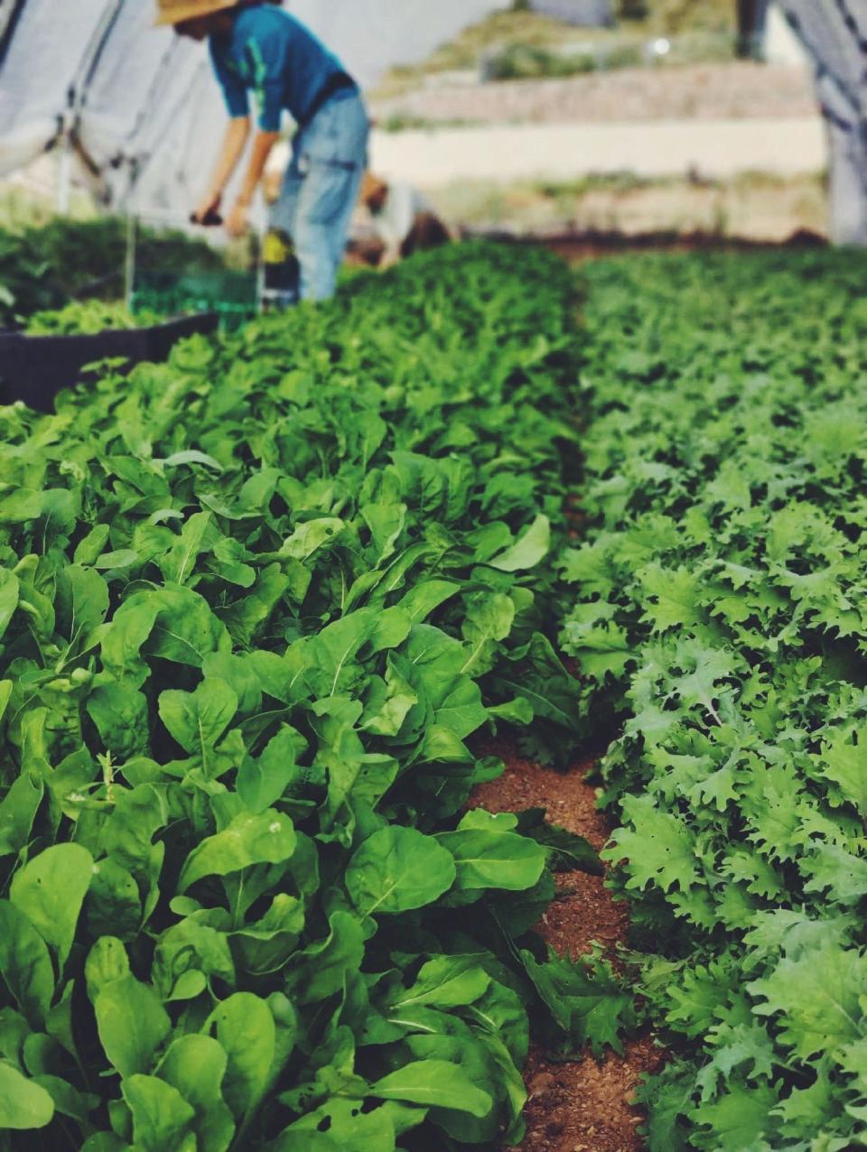 A worker tends over a bed of baby arugula and kale in Roserbird Farms, a Certified Naturally Grown farm in Kingman, Arizona.