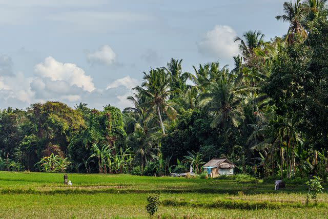 <p>Chris Schalkx</p> A rice field outside Locavore NXT, a restaurant in Ubud, Bali.