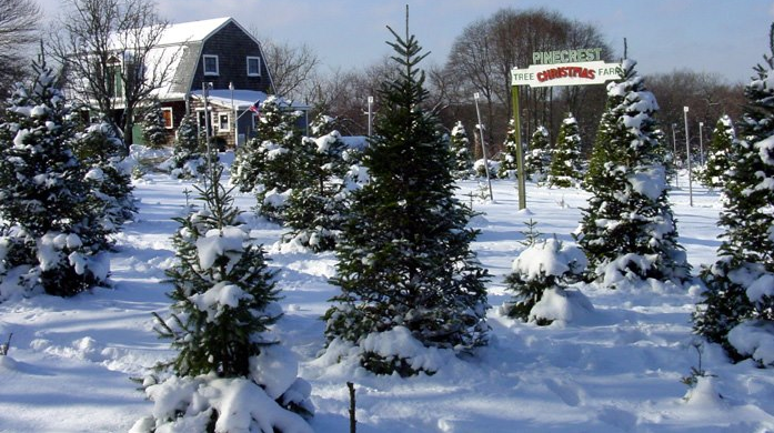 Pinecrest Tree Farm is opening on Black Friday.