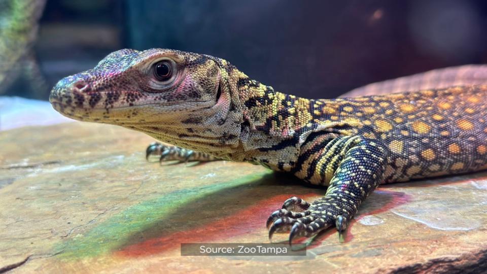 For the first time ever, ZooTampa at Lowry Park hatched endangered Komodo dragons.