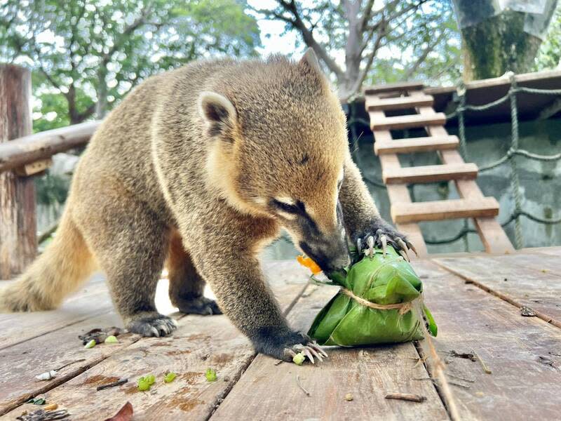 高雄壽山動物園準備創意粽讓動物應景過節 端午節連續假期，高雄壽山動物園為營造節慶氛圍， 特地準備各式粽子造型的玩具和食物，讓動物們一起 應景過節。 （高雄市觀光局提供） 中央社記者蔡孟妤傳真  113年6月9日 