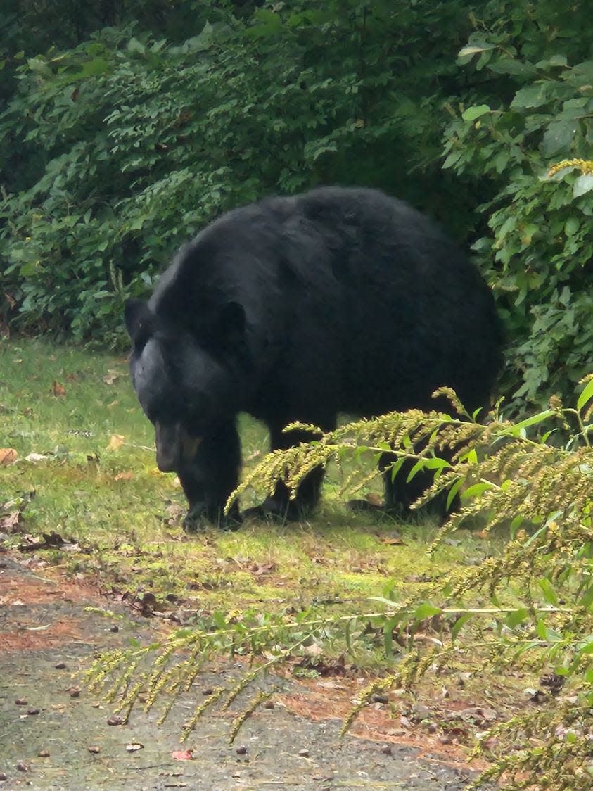 Pumpkin the bear as spotted in Hanson on Wednesday, Nov. 1.