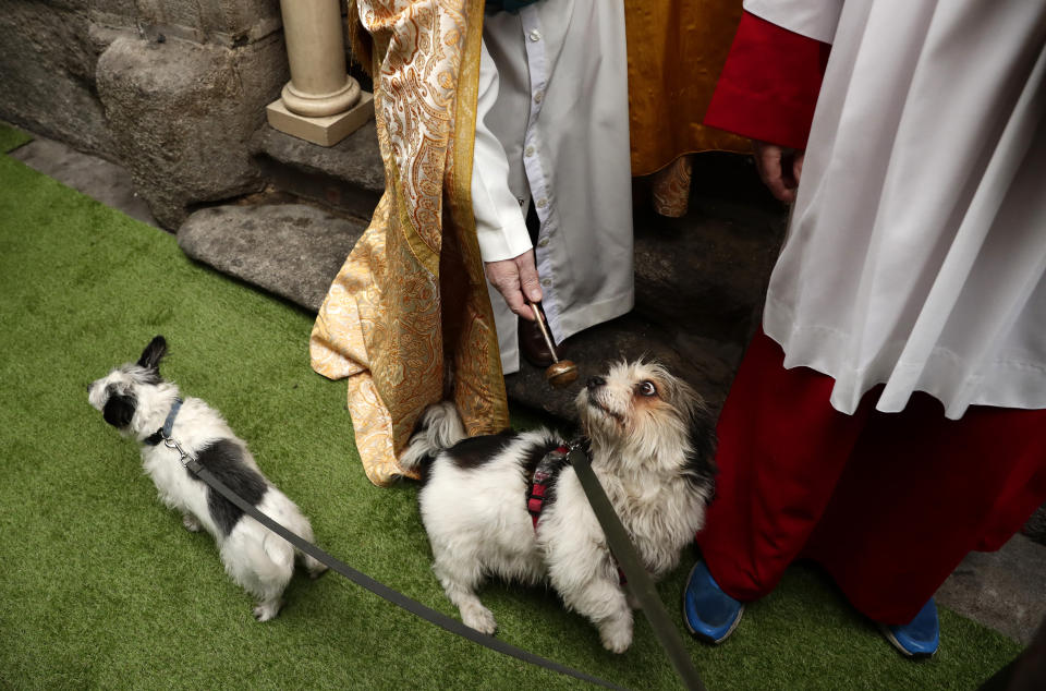 A priest anoints a dog at the San Anton church in Madrid, Jan. 17, 2019. (Photo: Manu Fernandez/AP)