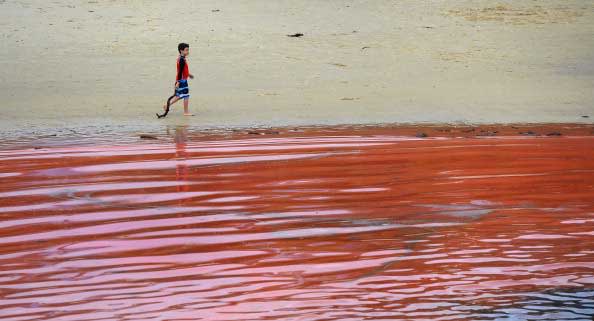 A boy walks past the red algae bloom discolouring the water