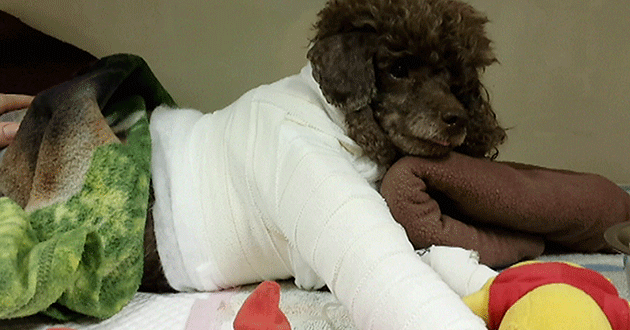 Lucky was badly injured in the attack.