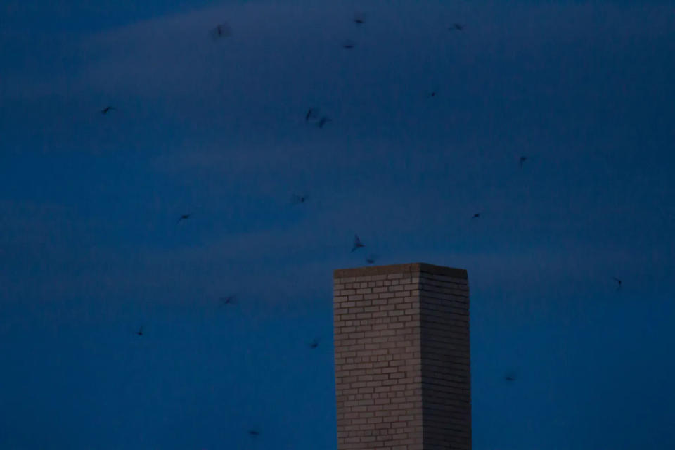 Chimney swifts at dusk fly toward an old brick chimney.