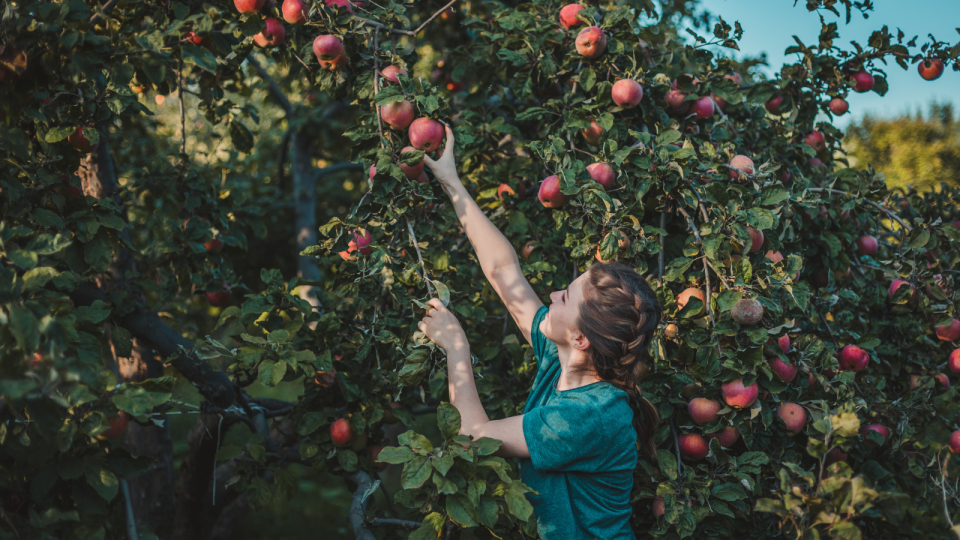 Get ready for a fun day at the apple orchard.