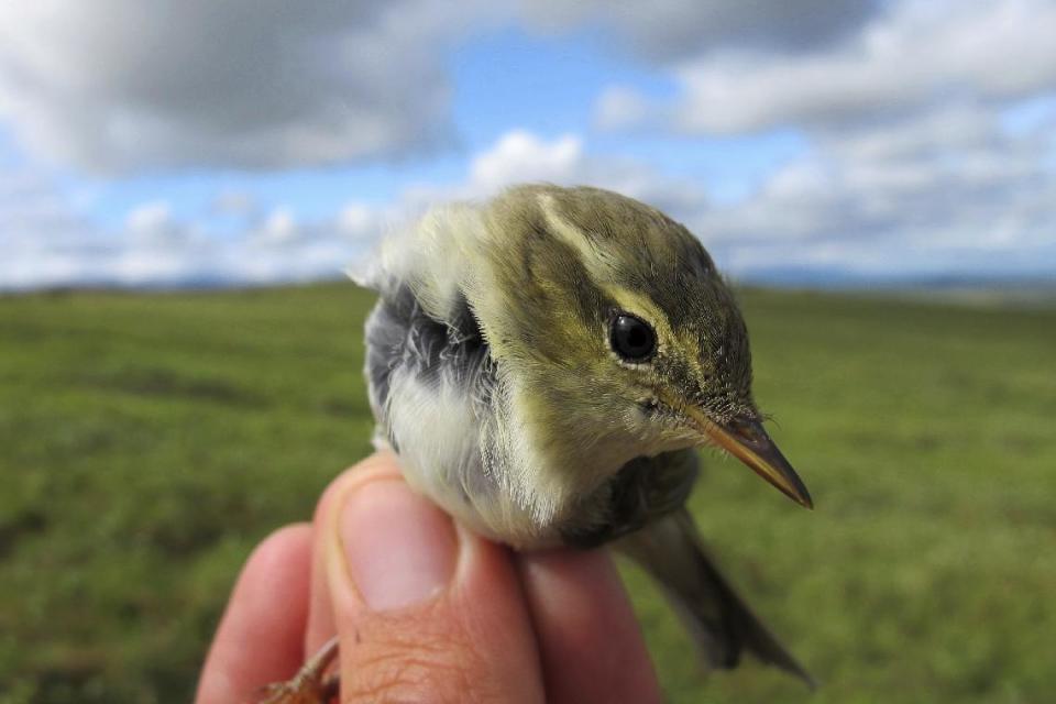 This July 16, 2016 photo provided by the U.S. Geological Survey shows an Arctic Warbler in Nome, Alaska. Growth of shrubs on Arctic tundra as the climate warms will have a mixed effect on breeding birds, federal researchers have concluded. Shrub density is not expected to harm species, but as shrubs grow taller, many bird species likely will find the habitat unsuitable, according to U.S. Geological Survey researchers. (Rachel M. Richardson/U.S. Geological Survey via AP)