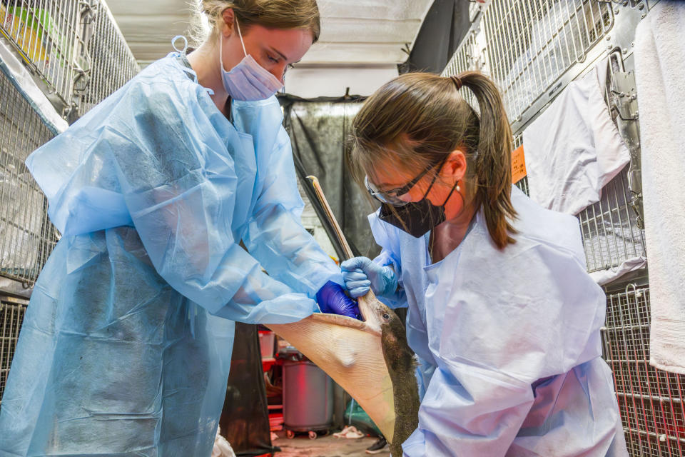 Lindsey Campbell, left, a senior wildlife tech, is assisted by volunteer Lan Wiborg in feeding a malnourished brown pelican at Wildlife Care Center in Huntington Beach, Calif., on Friday, May 3, 2024. (Leonard Ortiz/The Orange County Register via AP)