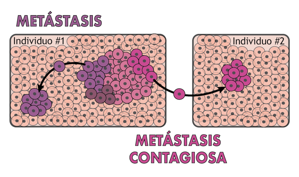 Comparación de una metástasis en un individuo con una metástasis contagiosa entre individuos. Wikimedia Commons | Alicia L. Bruzos