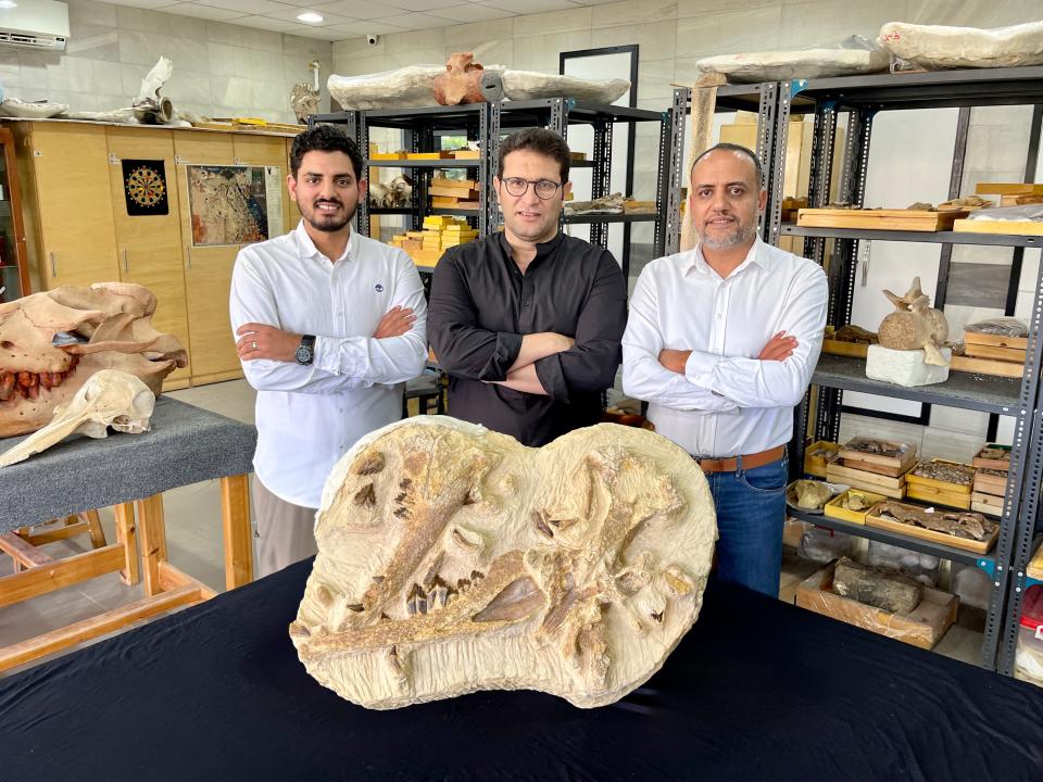 The Egyptian paleontologists Abdullah Gohar, Mohamed Sameh, and Hesham Sallam (from left) next to the holotype fossils of the newly identified basilosaurid whale, Tutcetus rayanensis, at Mansoura University Vertebrate Paleontology Center in Egypt. The ancient whale lived 41 million years ago and was discovered in Egypt in 2023. These whales were estimated to have been about 8 feet long and weigh about 400 pounds. They were named the King Tut whale after the ancient Egyptian Pharaoh, Tutankhamun.