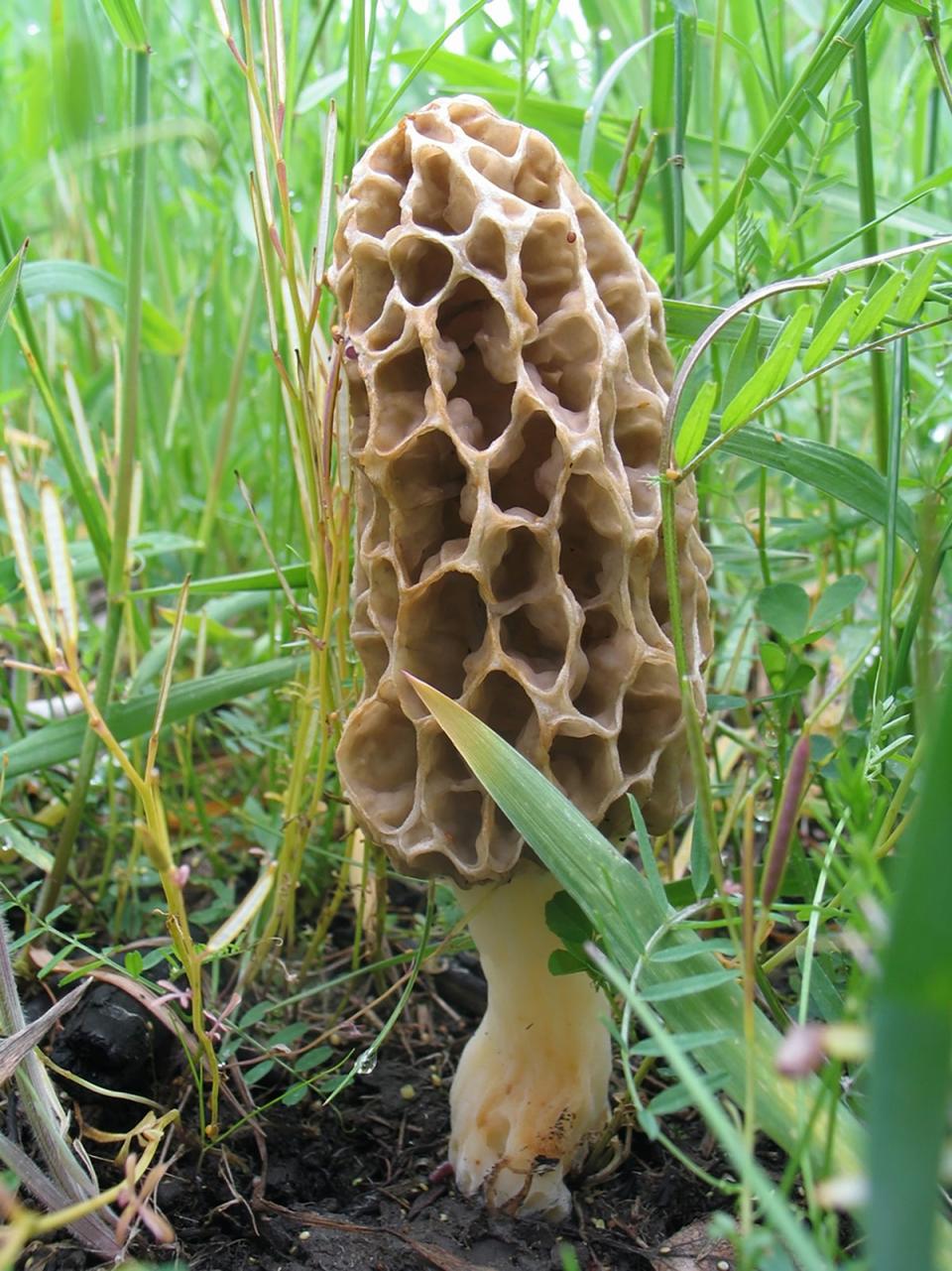 This is a period when wild mushrooms like morels are plentiful (Getty/iStock)