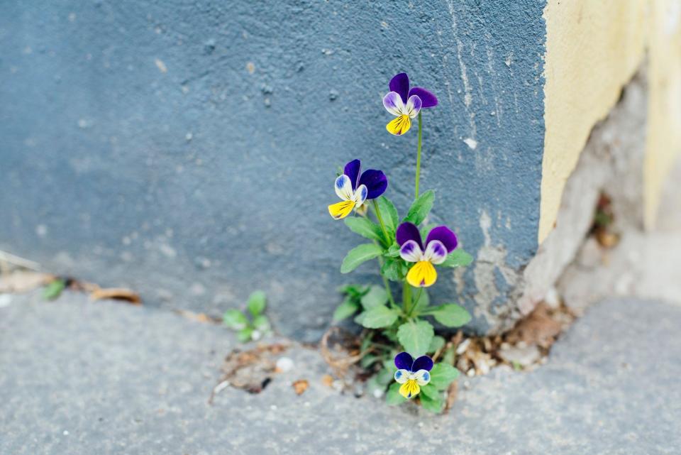 Flores creciendo en el cemento