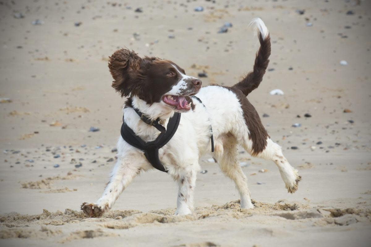 Holkham beach has been named one of most scenic dog walks in the UK <i>(Image: Sonya Duncan)</i>